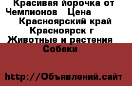 Красивая йорочка от Чемпионов › Цена ­ 25 000 - Красноярский край, Красноярск г. Животные и растения » Собаки   
